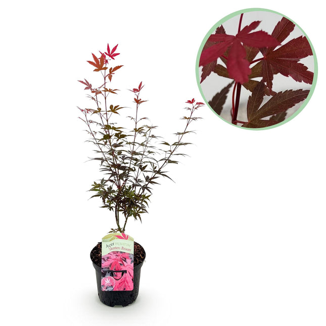 Japanischer Ahorn Acer palmatum 'Skeeter’s Broom' – Lila – Balkon- & Gartenpflanze – Ø19 cm – Ca. 70 cm hoch – Kompakter Zierahorn mit eindrucksvollem Farbspiel