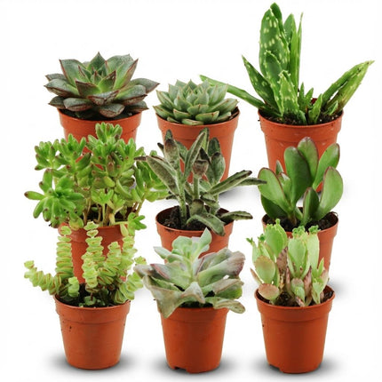 Mini Sukkulenten Mix – 9 Pflanzen – Ø5,5cm – Höhe 5-10cm – Pflegeleichte Zimmerpflanzen – Kleine Sukkulenten für Schalen Fensterbank & Wohnraum
