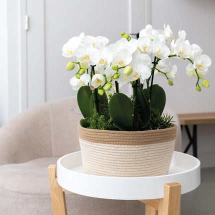 Orangenfarbenes Pflanzenset im Baumwollkorb – 3 Orchideen Bozen & 3 Grünpflanzen Rhipsalis – Ø9cm – Mit autarkem Wassertank & Dochtsystem