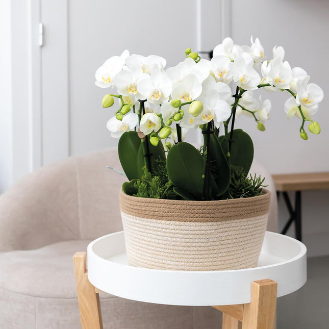 Orangenfarbenes Pflanzenset im Baumwollkorb – 3 Orchideen Bozen & 3 Grünpflanzen Rhipsalis – Ø9cm – Mit autarkem Wassertank & Dochtsystem