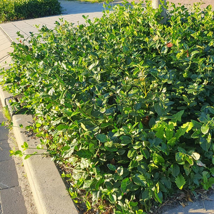 Euonymus fortunei 'Coloratus' – winterharter Zierstrauch – 24 Pflanzen – Bodendecker – Ø9cm – ↕10–25cm – purpur-rosa Beeren – pflegeleicht – vielseitig