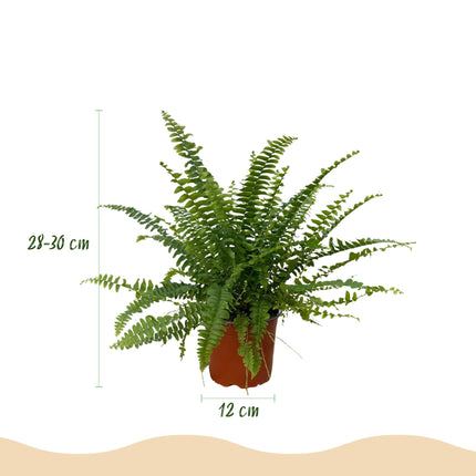 Nephrolepis exaltata Green Lady – 4 Pflanzen Set – Ø12cm Höhe 28-30cm – Schwertfarn mit üppigem Grün – Haustierfreundliche Zimmerpflanze