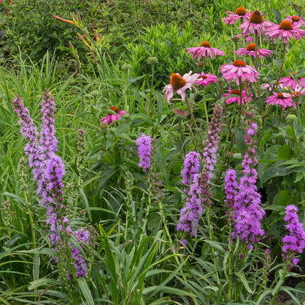 Staudenset Bienen- & Schmetterlingsfreundlich – 24 Stauden – Für 3 m² – Bunte Blütenpracht – Pflegeleicht – Ø11cm – Biodiverser Garten