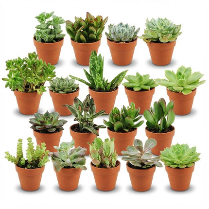 Mini Sukkulenten Mix – 18 Pflanzen – Ø8,1cm Terrakottatöpfe – Höhe 5-10cm – Pflegeleichte Zimmerpflanzen