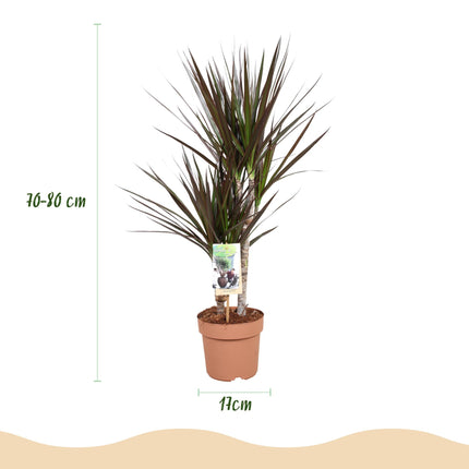 Dracaena Magenta – Drachenblutbaum – 17cm – Höhe 70-80cm – Pflegeleichte rot – grüne Zimmerpflanze mit dekorativen Stängeln für Wohn