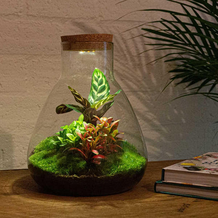 Flaschengarten Sam Calathea mit LED – DIY Bausatz Terrarium – ↕30cm – Do-It-Yourself Pflanzen-Set – Autarkes Mini-Ökosystem – Inkl. Calathea, Fittonia & Moos – Für Zuhause & Büro