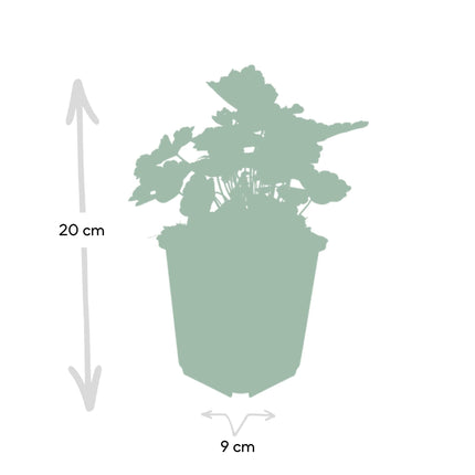 Heuchera ‘Palace Purple’ – Bodendecker Ø9cm – Höhe 10-25cm – Dunkel-purpurrote Blätter – Weiße Blüten – Schattengarten-Pflanze – 24 Pflanzen