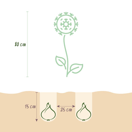Blumenzwiebeln Allium Purple Sensation – 15 Blumenzwiebeln – Lila Blütenkugeln – Zierlauch für Beet, Balkon & Terrasse – Sommerblüher & Bienenfreund