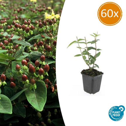 Johanniskraut Hypericum inodorum 'Rheingold' – ↕10-25cm – Ø9cm – 60 Pflanzen – Goldgelbes Laub, Leuchtend Gelbe Blüten, Bienenfreundlich, Winterhart, Pflegeleicht