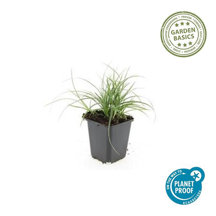 Luzula nivea – Schneegarben – 24 Pflanzen – 9cm – Immergrüner Bodendecker – ↕10-25cm – Winterhart & pflegeleicht