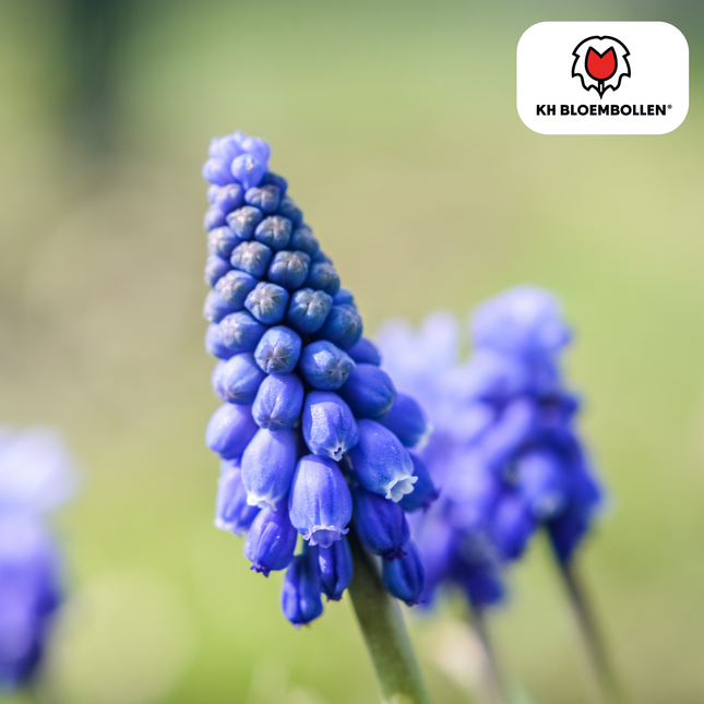 Muscari ‘Bleu Moon’ – Traubenhyazinthen – 20 Blumenzwiebeln – ↕15-20cm – große blau-violette Blüten – Frühlingsblüher für Beete, Töpfe & Steingärten