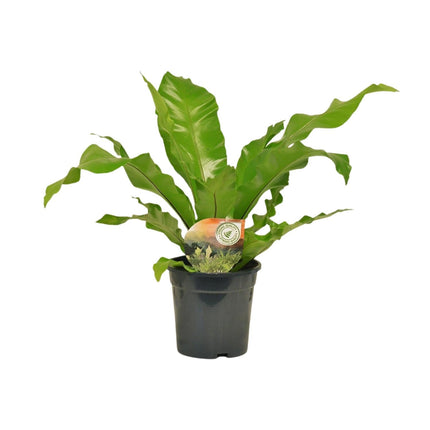 Nestfarn Asplenium Nidus – Ø17cm – Höhe 60cm – Pflegeleichte Zimmerpflanze mit dekorativen Farnwedeln