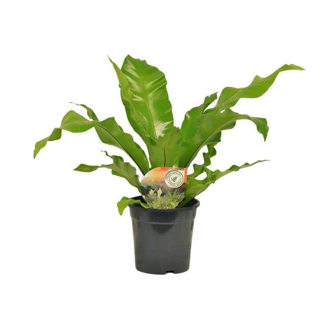 Nestfarn Asplenium Nidus – Ø17cm – Höhe 60cm – Pflegeleichte Zimmerpflanze mit dekorativen Farnwedeln