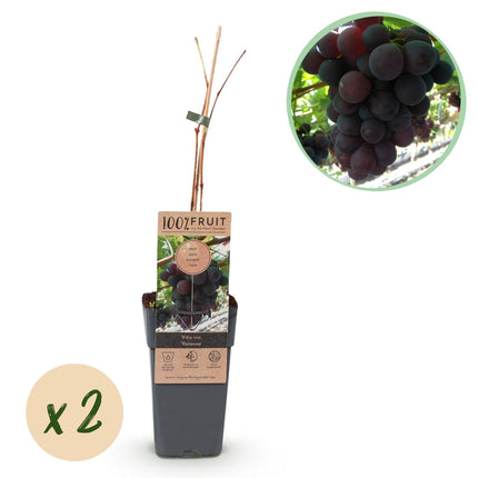 Weinrebe – Vitis vinifera Himrod – Kernlose Trauben – 2 Pflanzen – Obstpflanze – 15cm – Höhe 50cm