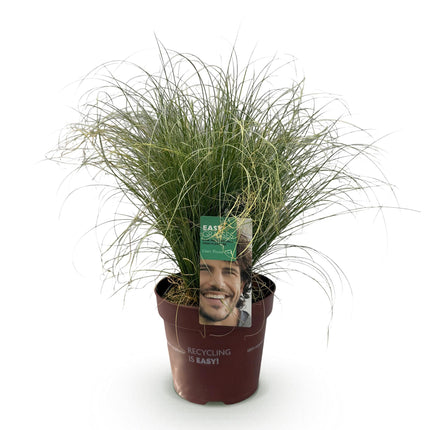 Ziergras Segge Carex comans Frosted Curls – Grün mit silbrigem Schimmer – Immergrün & winterhart – Höhe ca. 50cm – 17cm