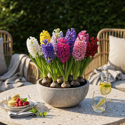 Blumenzwiebeln Hyazinthen Mix – 10 Stück – Duftende Hyacinthus in verschiedenen Farben – Zwiebelgröße 14/15 – Für Beet, Balkon & Terrasse – Pflegeleicht