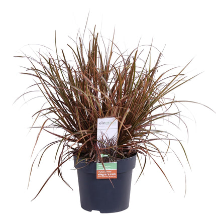 Mahagonigras – Uncinia rubra ‘Everflame’ – Ø14cm x ↕30cm – Ziergras mit rotbraunen Blättern – Immergrüne Red Zegge für Garten, Balkon & Terrasse – Pflegeleicht & winterhart