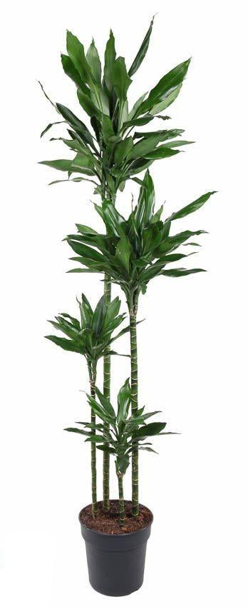 Dracaena Janet Lind – 180cm – große Zimmerpflanze – Luftreinigende Grünpflanze für Zimmer & Büro – Pflegeleicht & langlebig