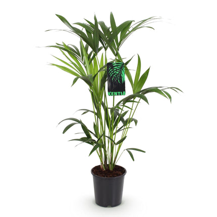 Howea Forsteriana – Kentia – Palme – 80-85cm – 19cm – Pflegeleichte Zimmerpalme mit eleganten Wedeln