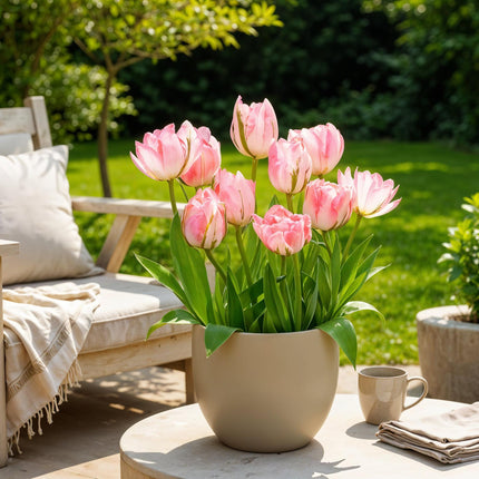 Blumenzwiebeln Tulpe Double Pink – 12 Stück – Rosa gefüllte Tulpen – Zwiebelgröße 11/12 – Für Beet, Balkon & Terrasse – Pflegeleicht & edel