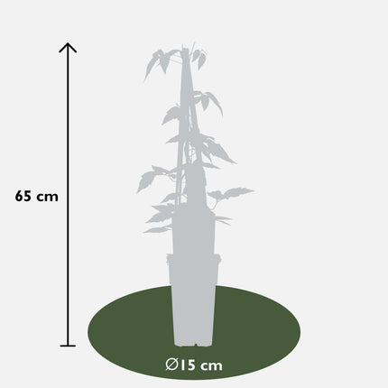 Clematis Montana Fragrant Spring – 4 Pflanzen - Ø15cm – ↨65cm – Duftende Waldrebe – Schnellwachsende Kletterpflanze mit kleinen rosa Blüten