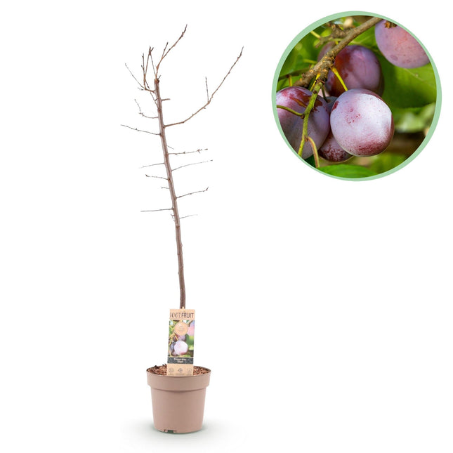 Pflaumenbaum – Prunus domestica 'Opal' – ca. 90 cm hoch – Topf Ø21 cm – gelb-rote Früchte – selbstfruchtend & ertragreich – Obstbaum für Garten & Terrasse
