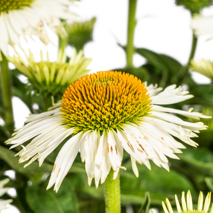 Echinacea purpurea White – Sonnenhut mit weißen Blüten – Ø 19 cm – Höhe 60-70 cm – Staudenpflanze – Für Beet & Staudenrabatten – Sonnenliebend & pflegeleicht