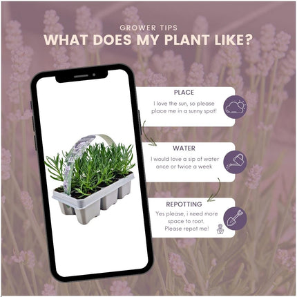 Echter Lavendel angustifolia White – 72 Pflanzen – Ø7cm - ca. 15cm hoch – Mehrjähriger, weiß blühender Lavendel – Duftend, winterhart & pflegeleicht