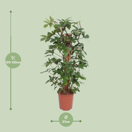 Baumfreund – Philodendron Pedatum – Zimmerpflanze – Ø27cm – ↕130cm – Pflegeleicht – Tropisches Flair – Luftreinigend