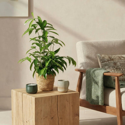 Drachenbaum Dracaena surculosa – Zwei kräftige Pflanzen im dekorativen Korb – 17cm – Höhe 60-70cm – Pflegeleichter Drachenbaum für Innenräume
