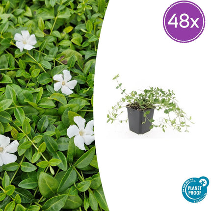 Vinca minor 'Gertrude Jekyll' – Immergrüner Bodendecker – 48 Pflanzen – Weiße Blüten – 10–25 cm – Ø9 cm