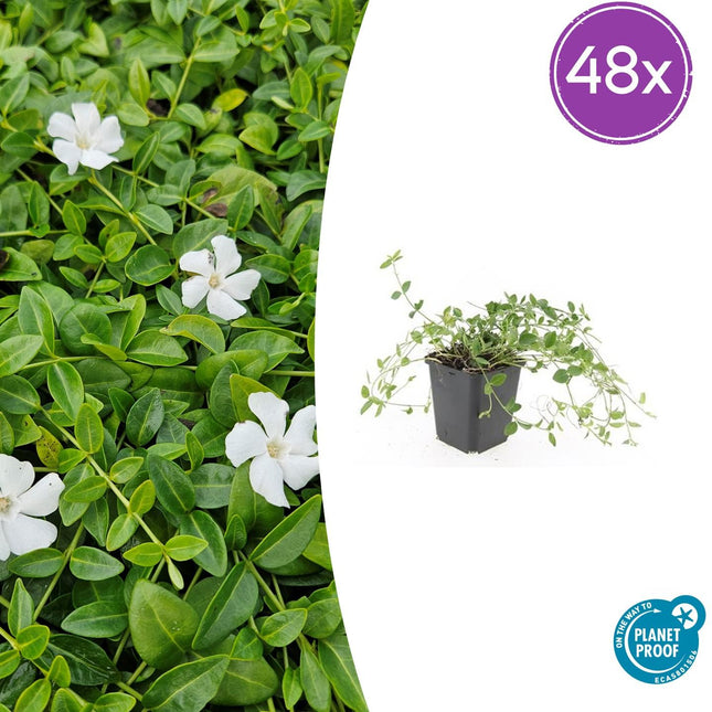 Vinca minor 'Gertrude Jekyll' – Immergrüner Bodendecker – 48 Pflanzen – Weiße Blüten – 10–25 cm – Ø9 cm