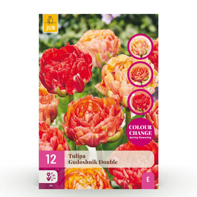 Blumenzwiebeln Tulipa Gudoshnik Double – Doppelblütig – 12 Stück – Zwiebelgröße 11/12 – Gefüllte Tulpen für Garten, Balkon & Terrasse – Frühjahrsblüher