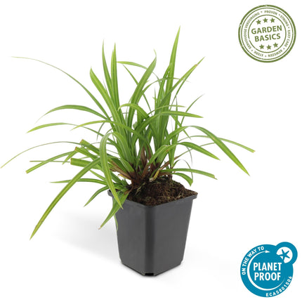 Grünblättrige Segge Carex morrowii 'Irish Green' – ↕10-25cm – Ø9cm – 6 Pflanzen – Bodendecker – Immergrün – Pflegeleicht – Schattentauglich