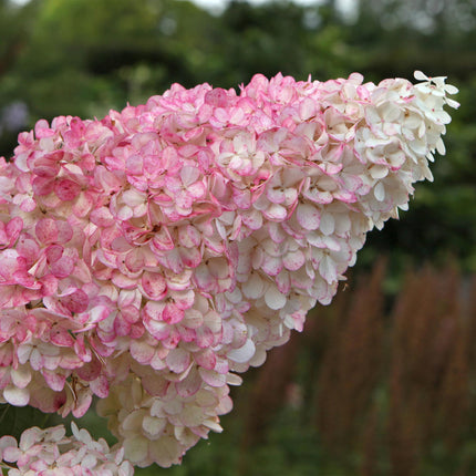 Rispenhortensie – Hydrangea panniculata Vanille Fraise – Blüte Weiß-Rosa – 3 Pflanzen für 1m² – Laubabwerfend – Große Blüten – 17cm – Höhe ca. 50cm