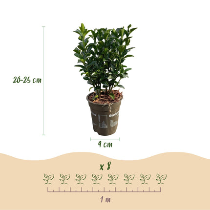 Euonymus japonicus Green Spire – 8 Pflanzen für 1 Meter Hecke – Immergrüner Japanischer Spindelstrauch – 20–25cm hoch im 9cm Topf – Winterharte & pflegeleichte Heckenpflanze