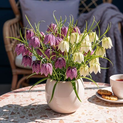 Blumenzwiebeln Fritillaria Meleagris Schachbrettblume Mix – 30 Blumenzwiebeln – Lila & Weiße Kiebitzeier-Blumen – Frühblühende Zwiebeln für Beet, Balkon & Terrasse – Pflegeleicht