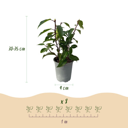 Prunus lusitanica Angustifolia – Chickasa-Pflaume – Immergrüne Heckenpflanze – Blatt Grün – 9 cm x H30–35 cm – pflegeleicht – 8 Pflanzen