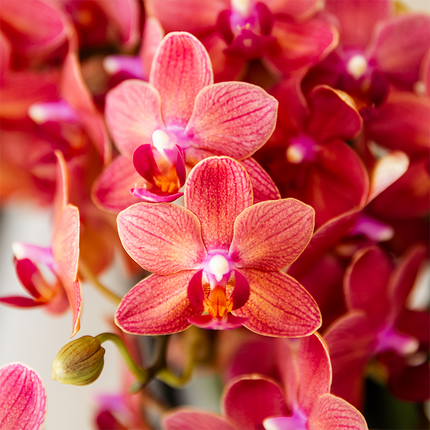 Geschenkset Aura – Rosa Phalaenopsis Orchidee Congo & Grünpflanze – Dekoset mit 2 Aura Ziertöpfen & Bambustablett – Stilvolle Pflanzen