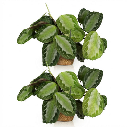 Maranta Fascinator Silverband Gebetspflanze Zimmerpflanze 2er Set inkl. Naturkorb