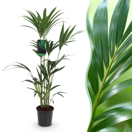 Howea Forsteriana – Kentia – Palme – 120-130cm – 21cm – Pflegeleichte Zimmerpalme mit eleganten Wedeln