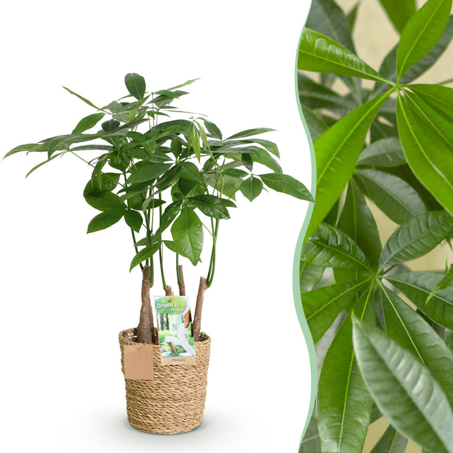 Pachira Aquatica Mehrstamm – 50-55cm – 17cm inkl. Naturkorb – Pflegeleichter Geldbaum
