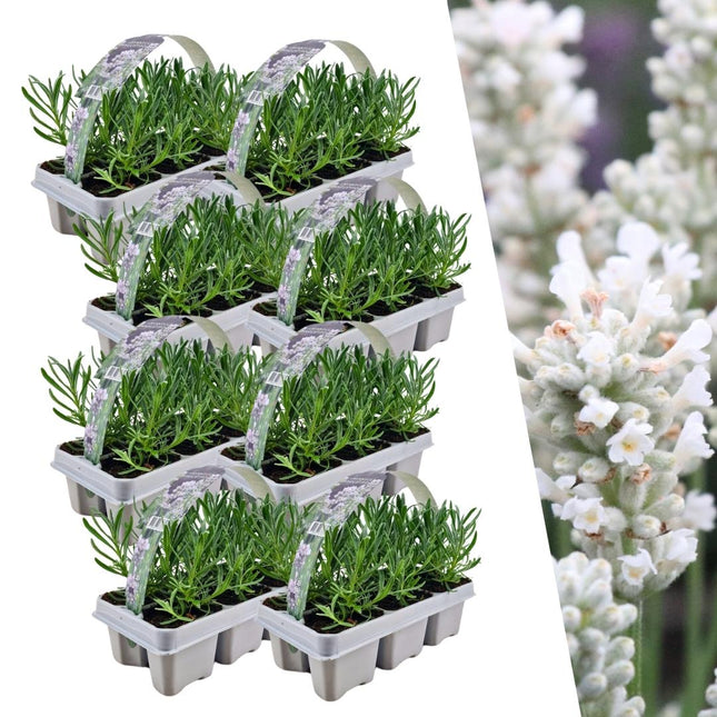 Echter Lavendel angustifolia White – 48 Pflanzen – Ø7cm - ca. 15cm hoch – Mehrjähriger weiß blühender Lavendel – Duftend, robust & pflegeleicht