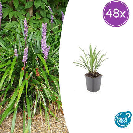 Liriope muscari 'Ingwersen' – 48 Pflanzen – Immergrüner Bodendecker – Ø9cm – ↕10–25cm – Violette Blütenrispen – Für Sonne & Schatten – Winterhart & pflegeleicht