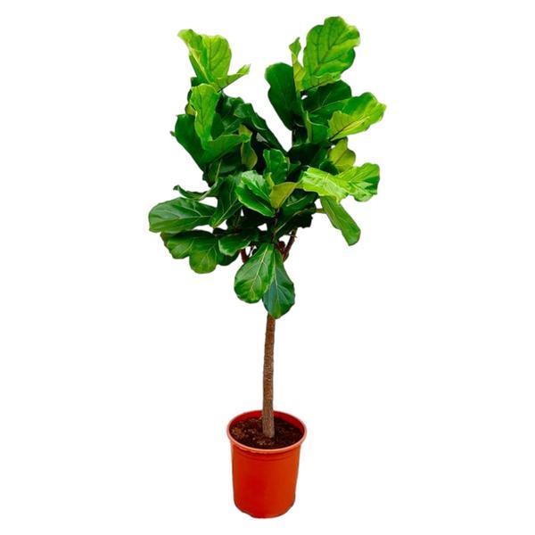 Ficus Lyrata – 160cm – Geigenfeige Ø27cm – Große Zimmerpflanze für Wohnzimmer & Büro – Grünpflanze mit XXL – Blättern – Pflegeleicht & dekorativ