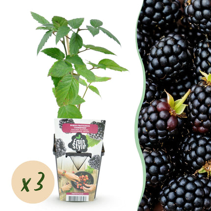 Dornenlose Brombeerpflanzen Rubus fruticosus Thornfree winterhart 3 Pflanzen Höhe 30cm Ø9cm – Schwarze Brombeere für Garten Beet Balkon & Topf