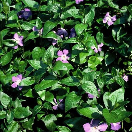 Großes Immergrün Vinca major – ↕10-25cm – Ø9cm – 6 Pflanzen – Immergrüner Bodendecker mit violett – blauen Blüten