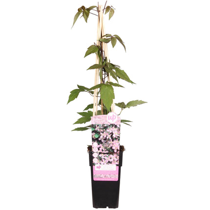 Waldrebe – Clematis Montana 'Fragrant Spring' – Ø15cm – ↨65cm – Kletterpflanze mit rosa Blüten – Schnellwüchsig & duftend