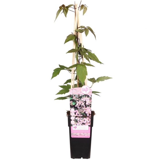 Waldrebe – Clematis Montana 'Fragrant Spring' – Ø15cm – ↨65cm – Kletterpflanze mit rosa Blüten – Schnellwüchsig & duftend