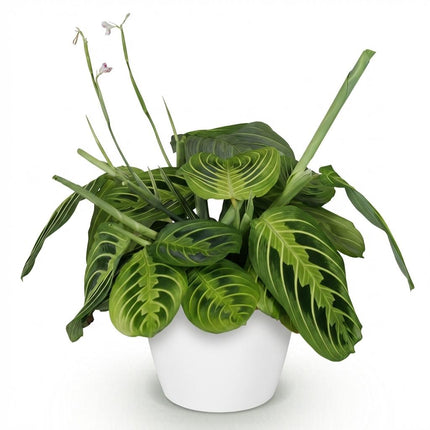 Maranta Fascinator Lemon Lime Pflanze Mit Weißem Topf Ø12cm Höhe ca.25cm Gebetspflanze Grün Haustierfreundlich Pflegeleicht Für Zimmer Büro Küche